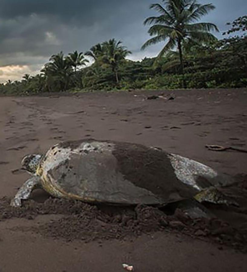 Casa Chilamates Tortuguero Exteriör bild