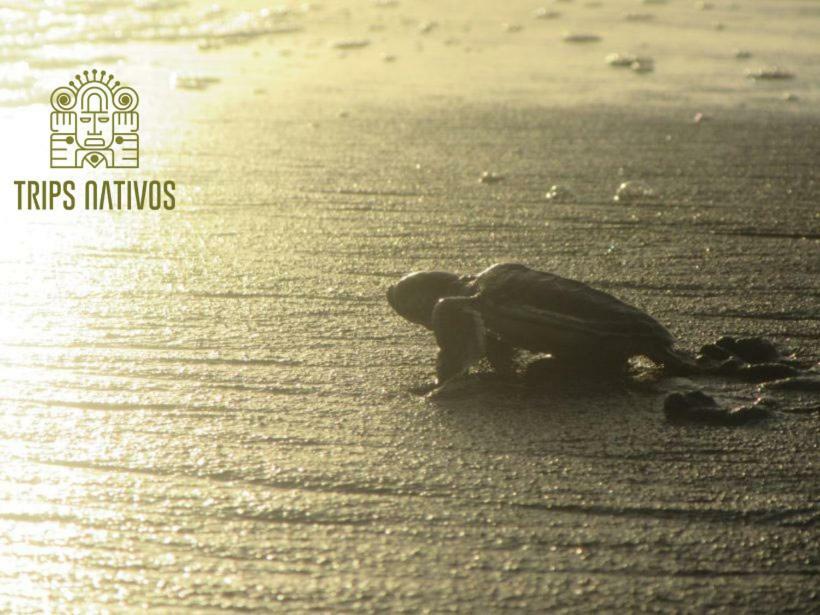 Casa Chilamates Tortuguero Exteriör bild